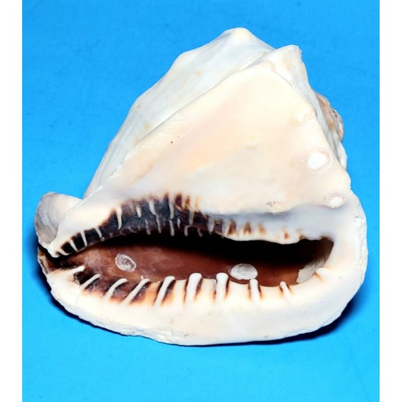 Queen Helmet Seashell Horned Gulf Conch Elaborate Opening 5" X 4" VGC! #A - Picture 6 of 10